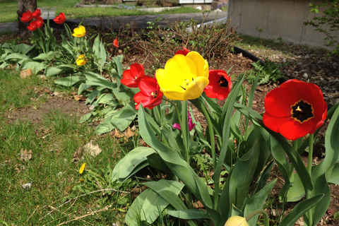 Flowers at my house