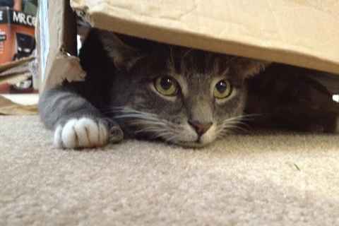 Meowy Christmas