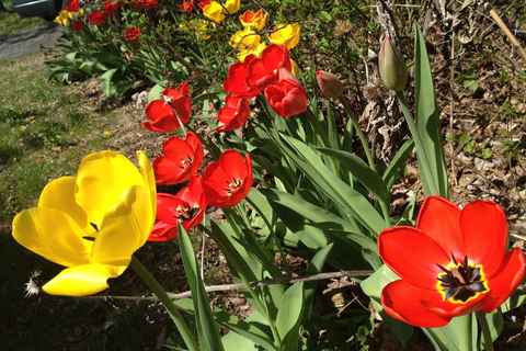 Tulips May '13