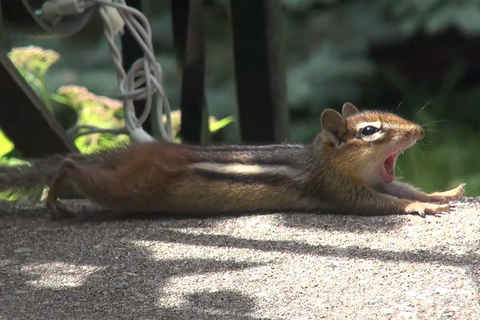 Baby chipmunk yawning