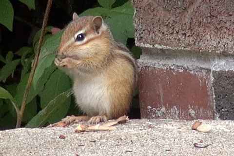 Chip on my front steps