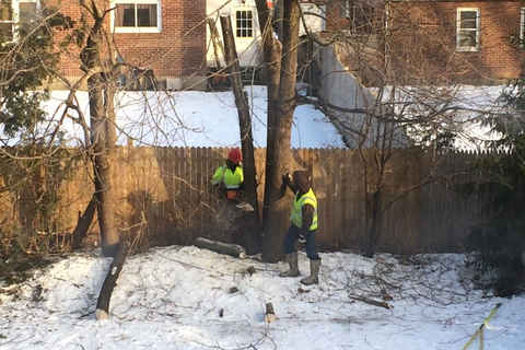 Tree cuttin'