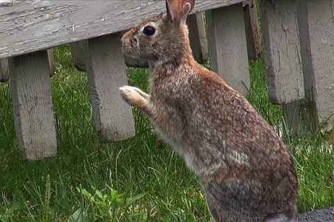 Bunny rabbit in our yard