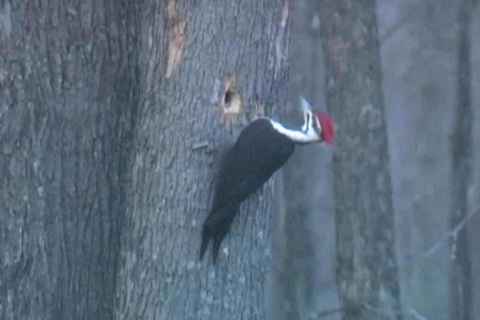 Woodpecker in Niskayuna